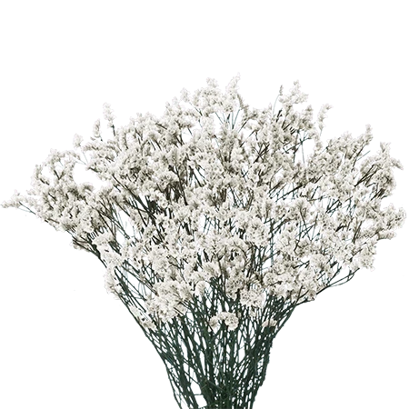 WHITELIMONIUM