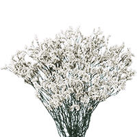 (QB) Limonium White 12 Bunches For Delivery to Utica, New_York