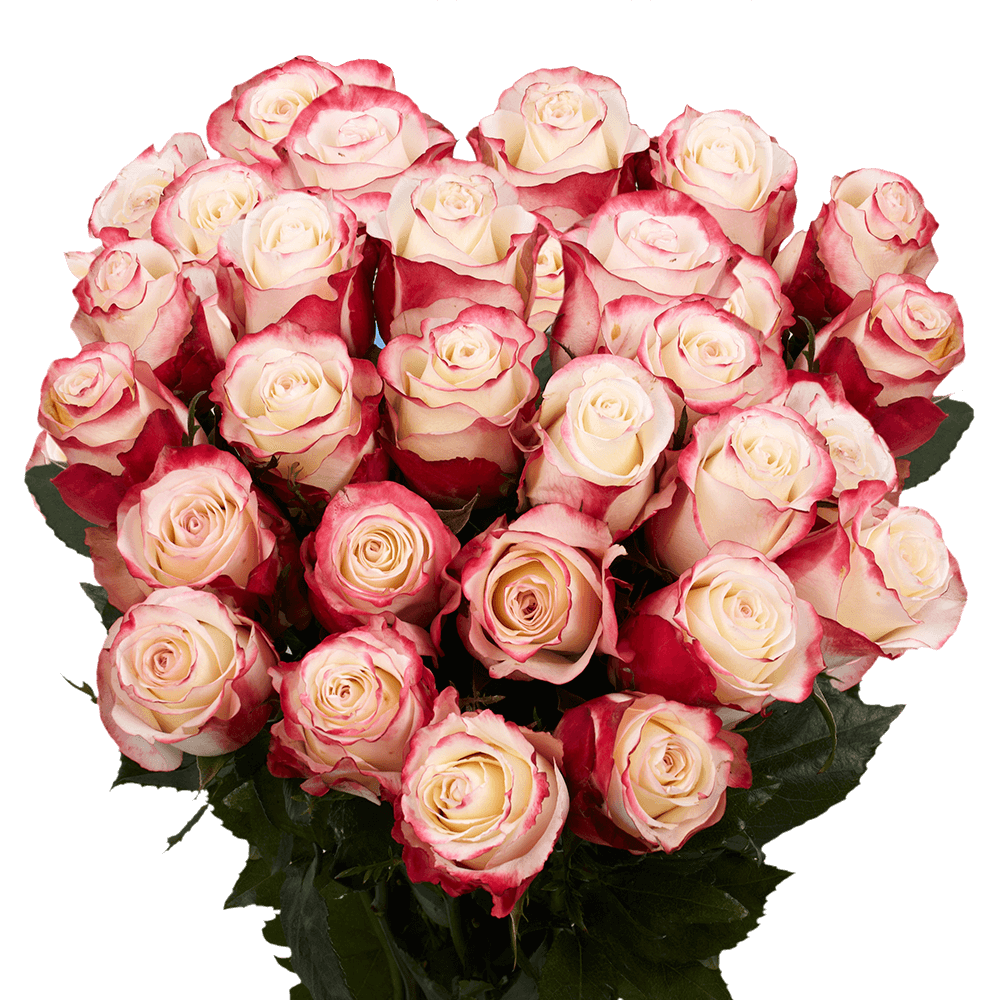 Best White Roses with Red Tips Online