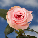 (QB) Rose Med Pink