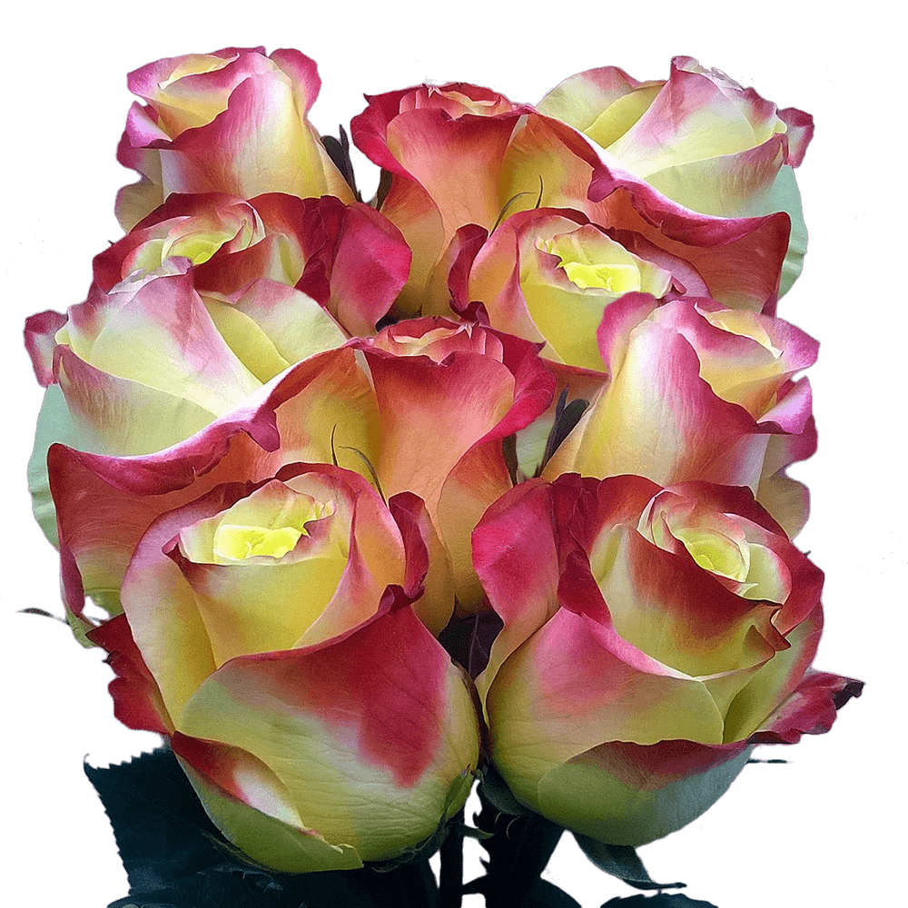 Best Yellow Red Colors Rose Flowers Cheap Yellow and Red Roses