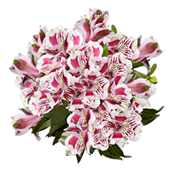 (OC) Alstroemeria Fcy Bicolor 3 Bunches For Delivery to Salisbury, North_Carolina