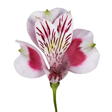 BICOLOR
