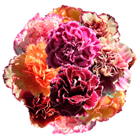 Qty of Assorted Bicolor Carnations For Delivery to Tullahoma, Tennessee