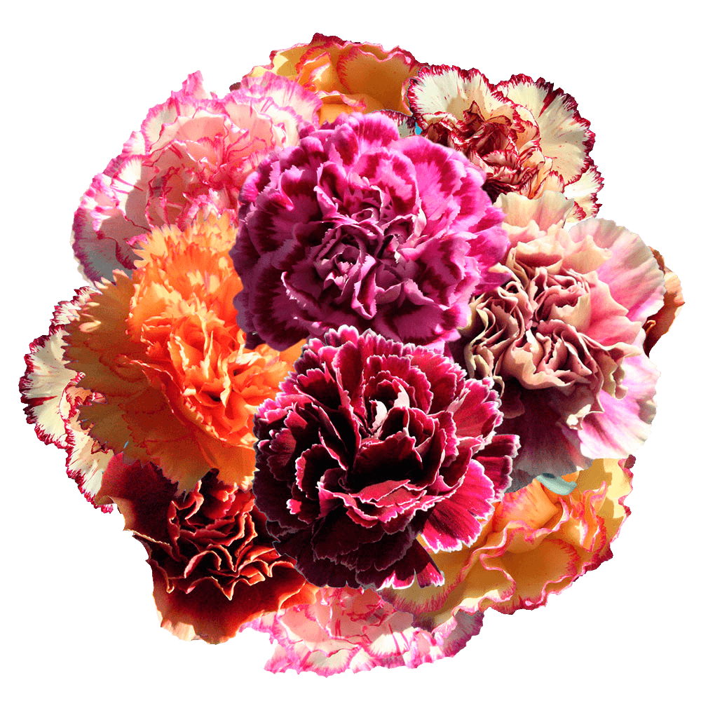 Qty of Assorted Bicolor Carnations For Delivery to Pearland, Texas