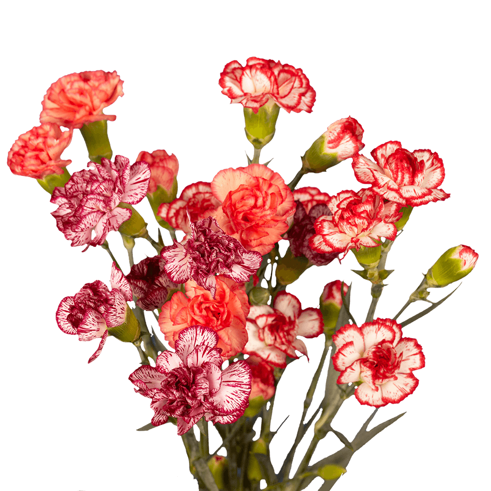 Bi-color Carnation And Aroma Pot For Beauty Image Stock Photo