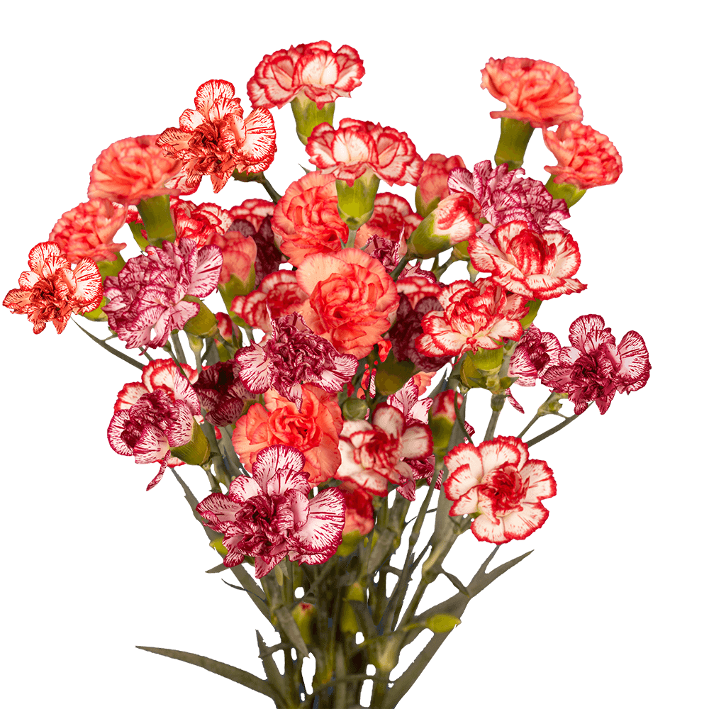 Mix Color - Standard Carnation - Eagle-Link Flowers