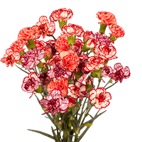 Qty of Bicolor Spray Carnations For Delivery to Glens_Falls, New_York