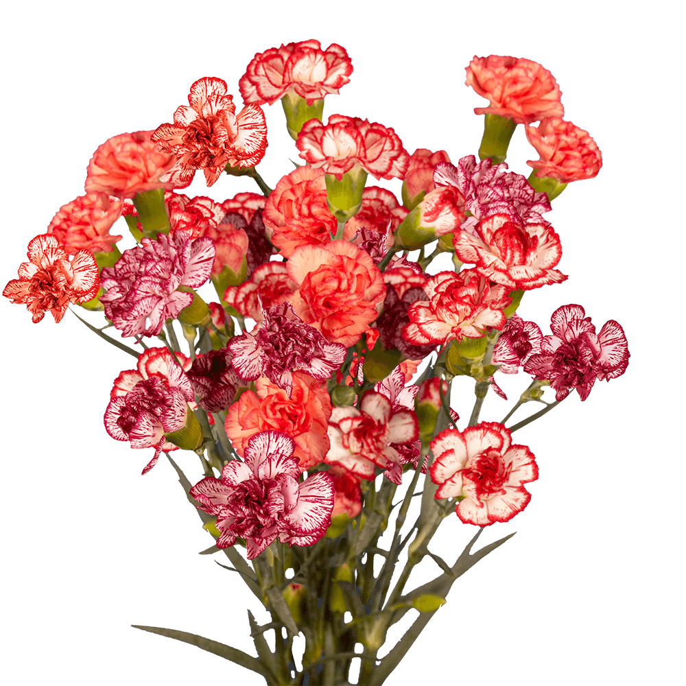 Qty of Bicolor Spray Carnations For Delivery to Beverly_Hills, California
