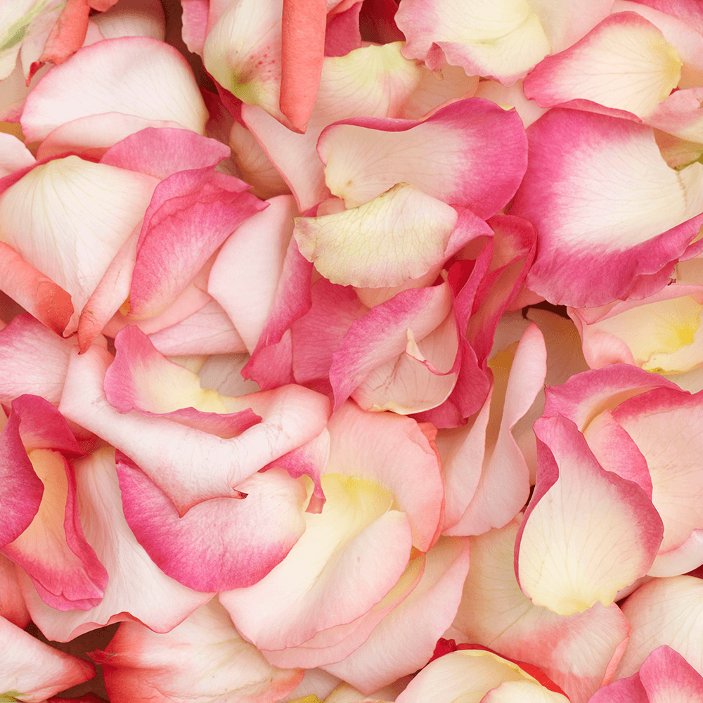 Bi-Color Rose Petals 2400 Fresh Rose Petals