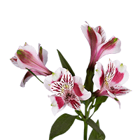 (OC) Alstroemeria Sel Bicolor 3 Bunches For Delivery to West_Virginia