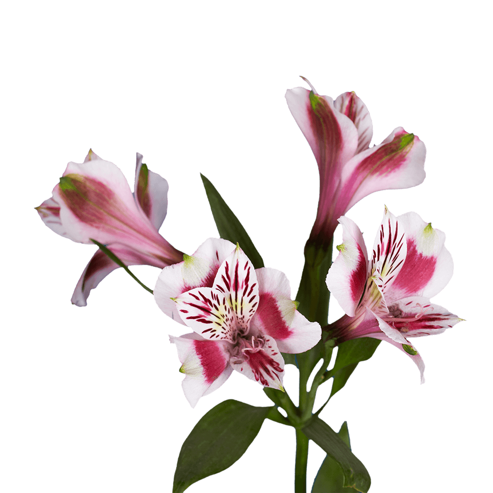 Bi- Peruvian Lilies Alstroemerias