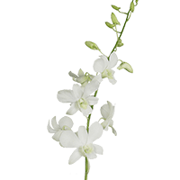 (OC) Orchids Big White 40 For Delivery to Owasso, Oklahoma