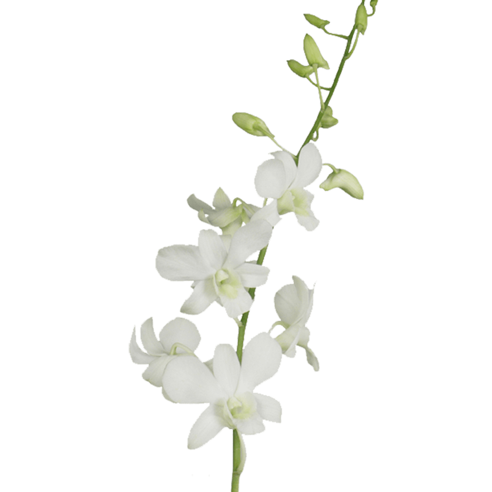 Big White Dendrobium Orchids Discount Prices Online