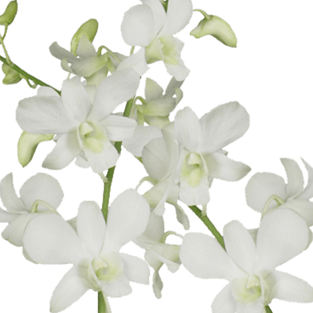 Big White Dendrobium Orchids For Sale Wholesale Prices