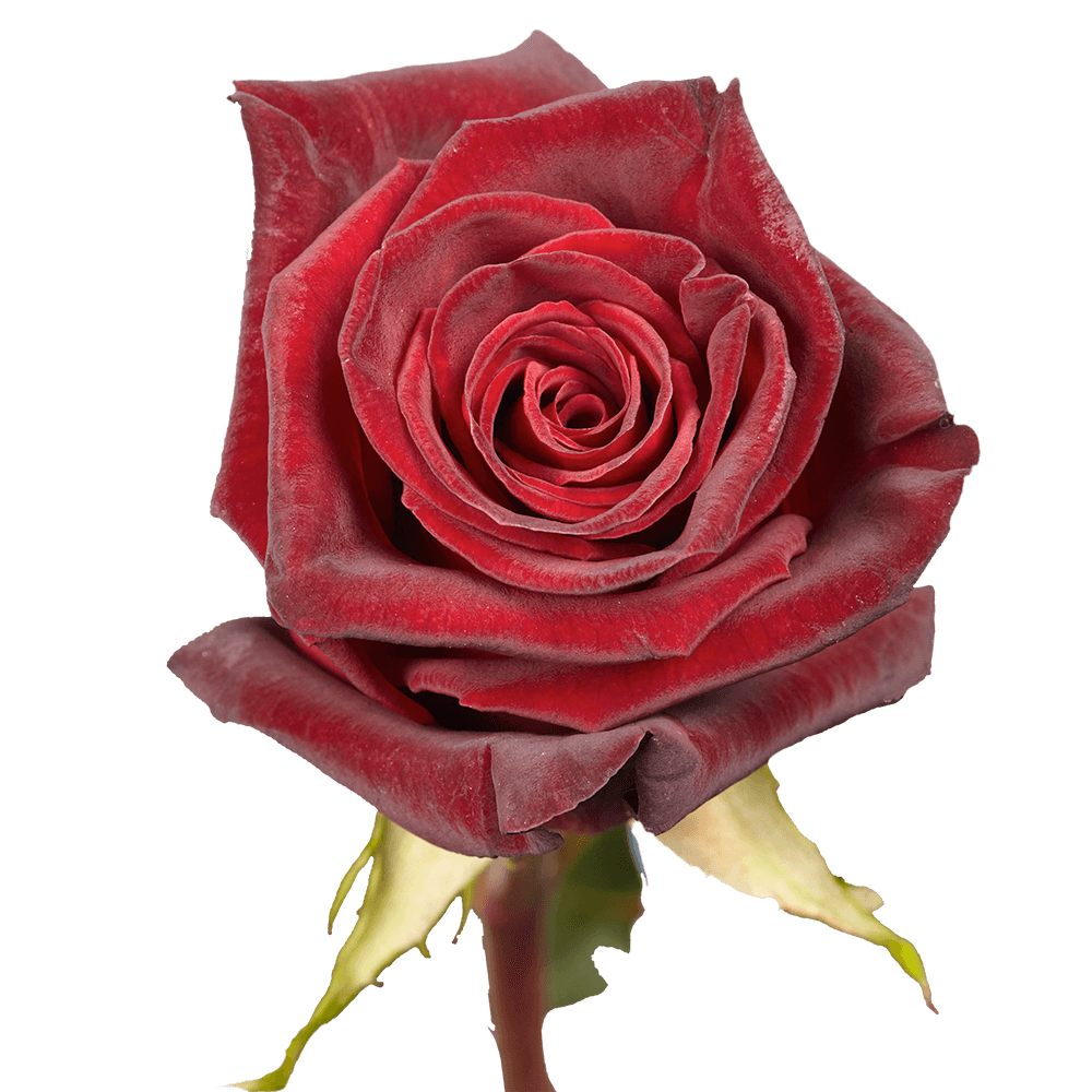 Qty of Black Baccara Roses For Delivery to Janesville, Wisconsin