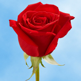 Black Magic Roses Dark Red Black