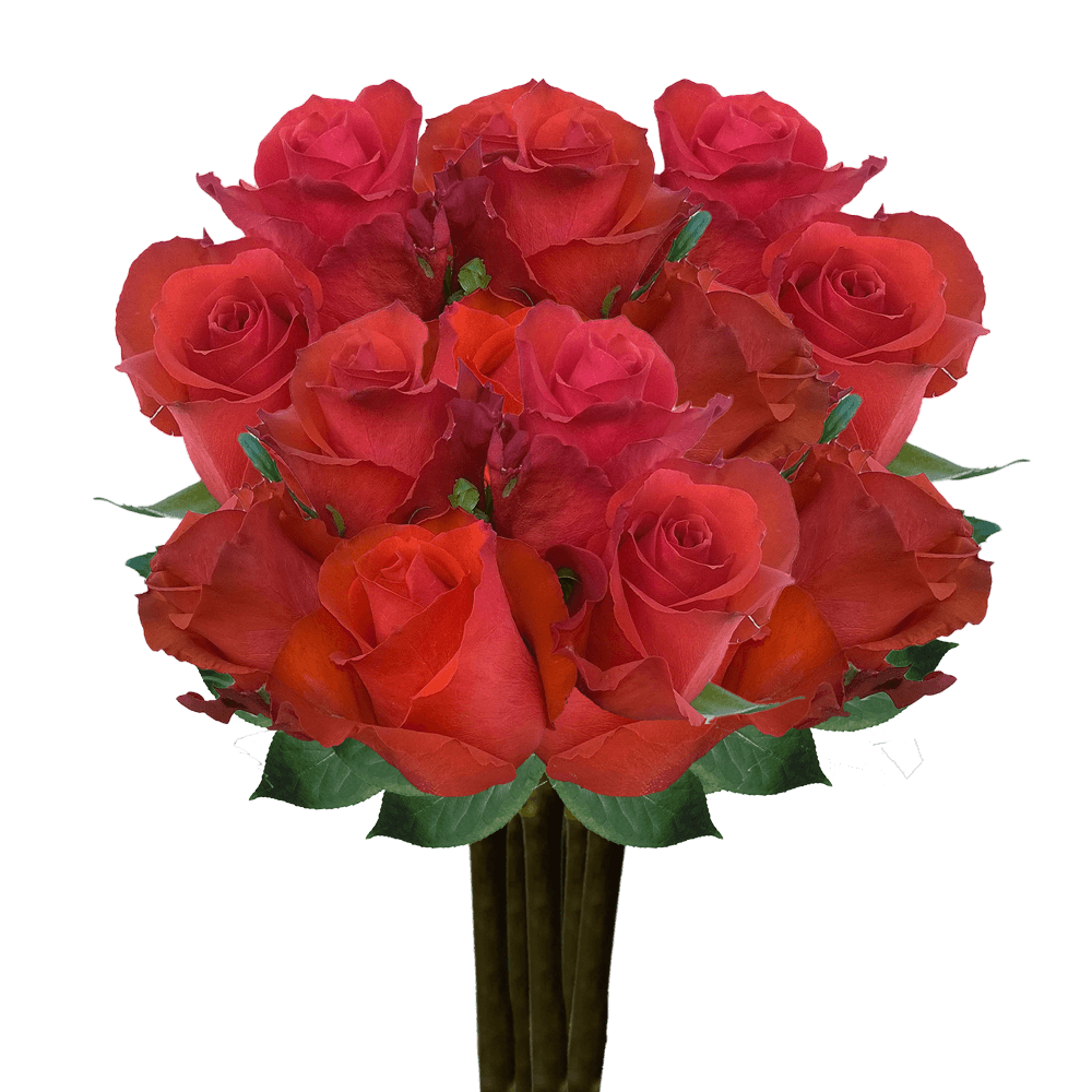 Blood Red Roses Beautiful Long Stem Send Live Roses Online