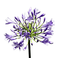 (OC) Agapanthus 2 Bunches For Delivery to Pine_Bluff, Arkansas