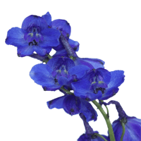Qty of Blue Delphinium Volken For Delivery to Lapeer, Michigan