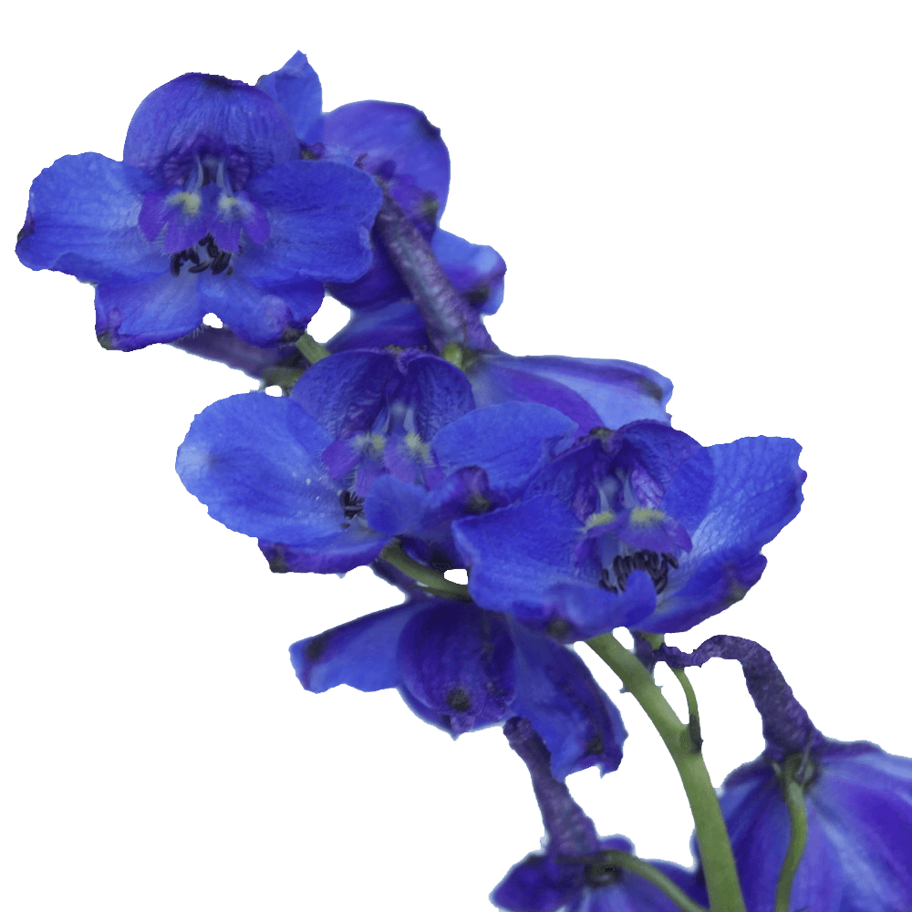 Qty of Blue Delphinium Volken For Delivery to Oxnard, California