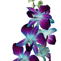 Orchids Blue Sonnia 70 (QB) For Delivery to New_Hampshire