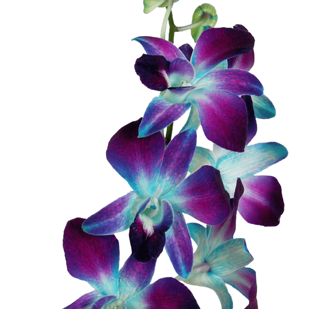 Blue Dyed Orchids Flowers For Sale Online