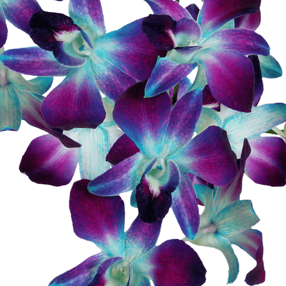 Blue Dyed Orchids Free Flower Delivery