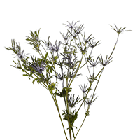 (OC) Eryngium 2 Bunches For Delivery to Vicksburg, Mississippi
