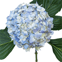 Hydrangeas Blue (QB) [Include Flower Food] (OM) For Delivery to Bronx, New_York