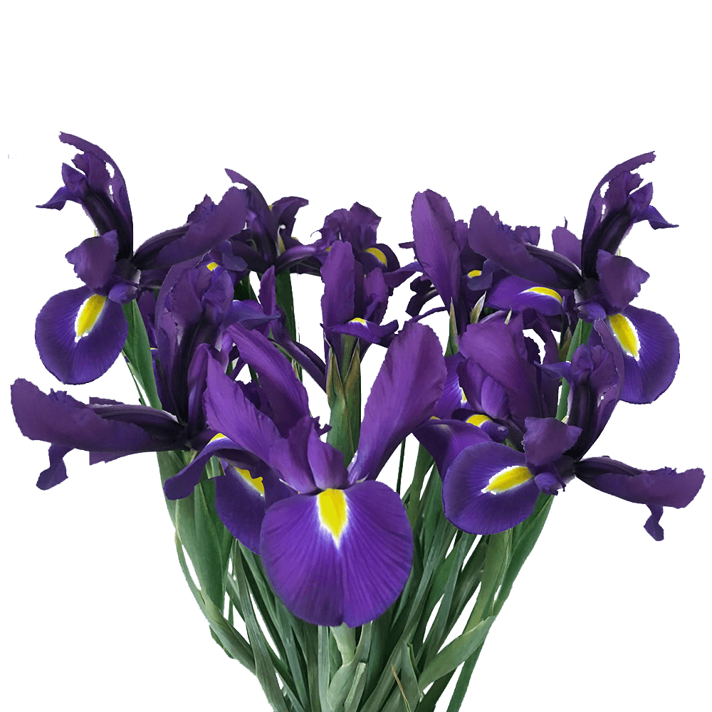 Iris Telstar Blue Qty For Delivery to Miramar, Florida