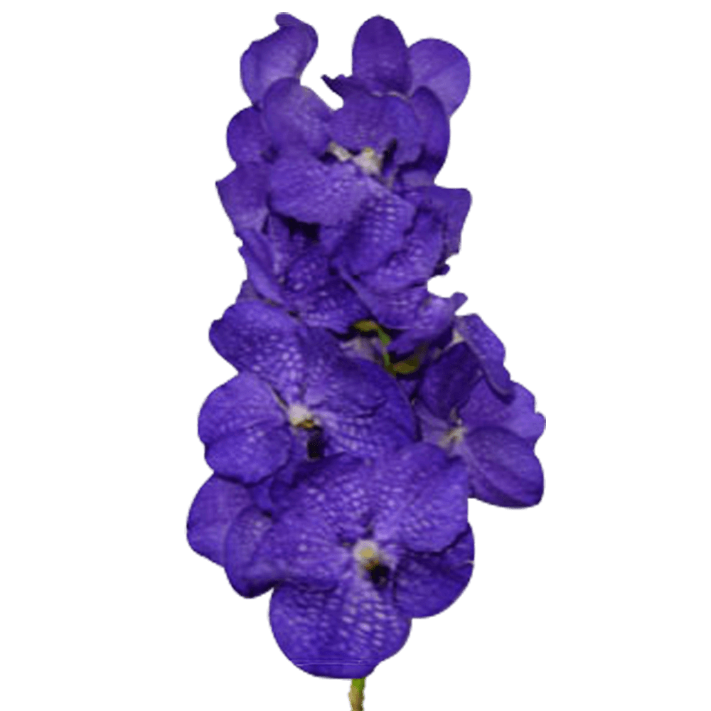 Blue Vanda Orchids For Sale Fresh Flower Delivery