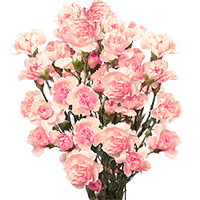Qty of Pink Spray Carnations For Delivery to South_Dakota