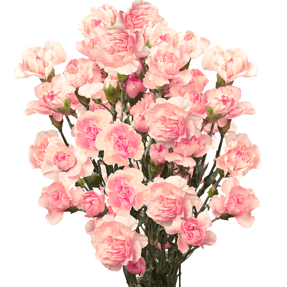Qty of Pink Spray Carnations For Delivery to West_Springfield, Massachusetts