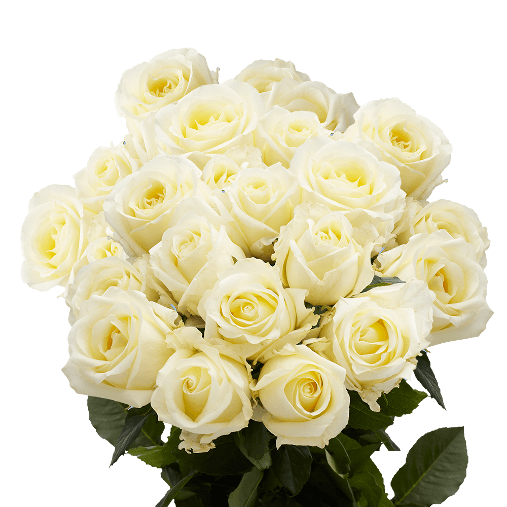 Bouquet of Two Dozen Ivory Roses Free Shipping
