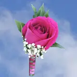 2-bt-rose-darkpink-RB-hot-pï¿½