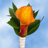 2-bt-minicalla-orange-RB-Yellow