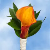 2-bt-minicalla-orange-RB-Yellow