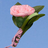 2-bt-carn-pink-RB-pink