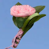 2-bt-carn-pink-RB-pink
