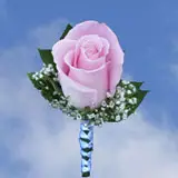 2-bt-rose-lightpink-RB-white