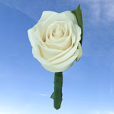 2-bt-rose-white-RB-green
