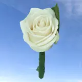 2-bt-rose-white-RB-green