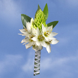 2-bt-star-of-bethlehem-RB-white