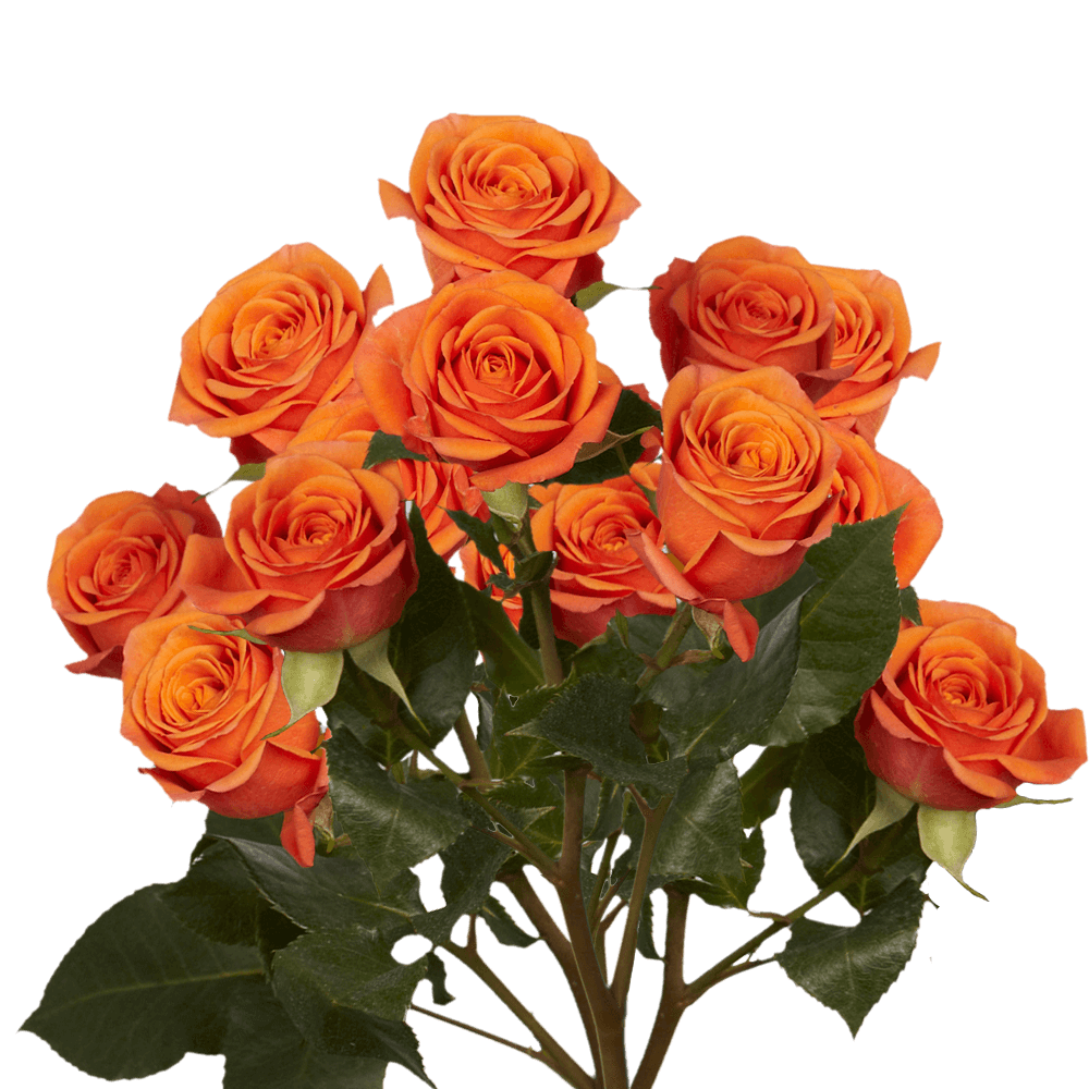Bridal Orange Spray Roses