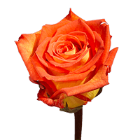 Qty of Caribbean Roses For Delivery to San_Mateo, California