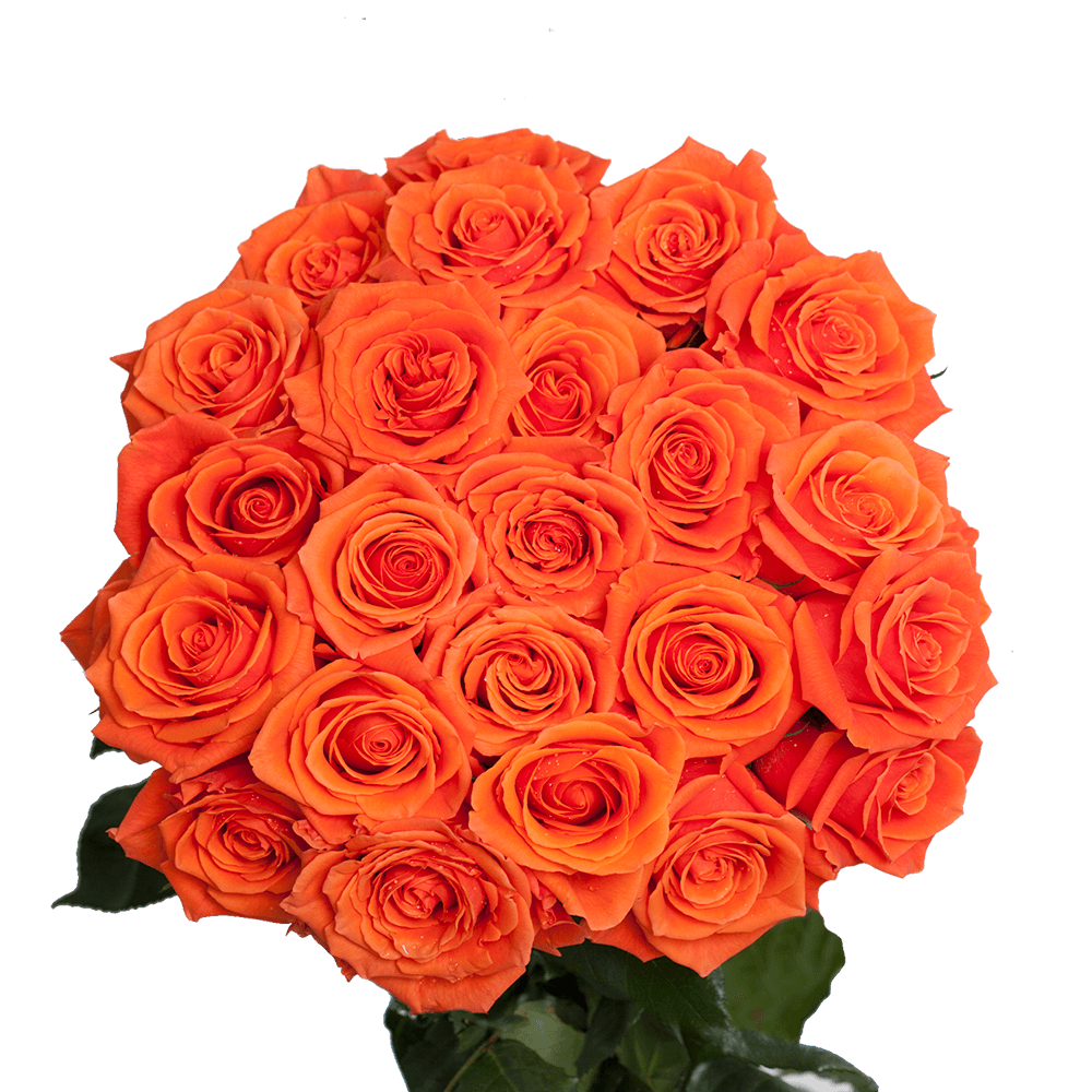 Bright Orange Cayenne Roses Delivered Free