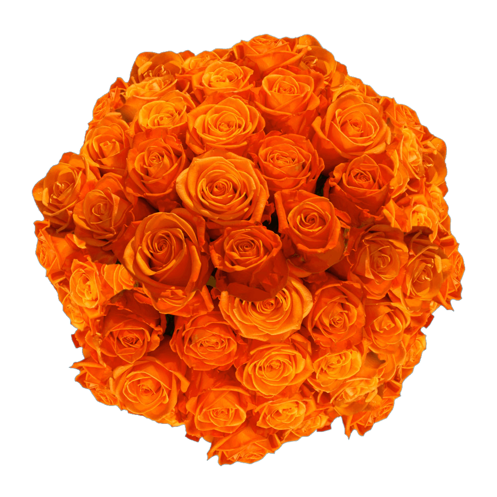 Bright Orange Crush Roses