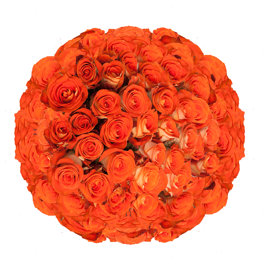 Bright Orange Garota Roses