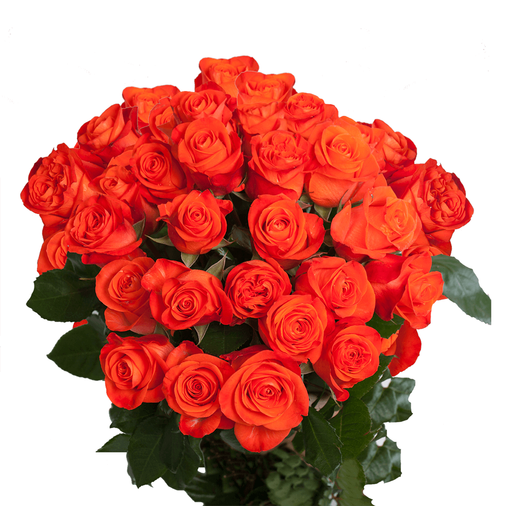 Bright Orange Roses Delivery Super Wow Roses